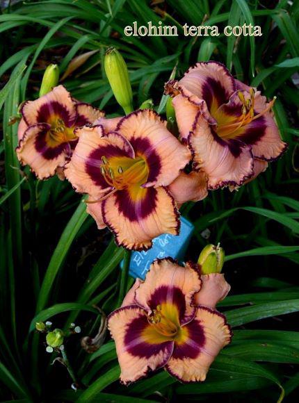 eloh terra cot adrs clump